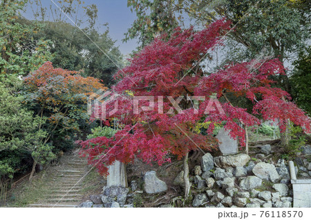 園城寺観音堂の裏山の紅葉 76118570