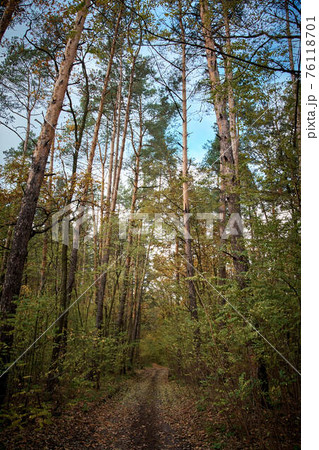 Autumn road in the forest. Golden autumn. Red wood 76118701