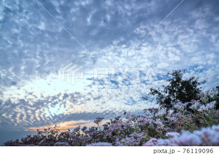 京都市西京区大原野で撮影した藤袴 76119096