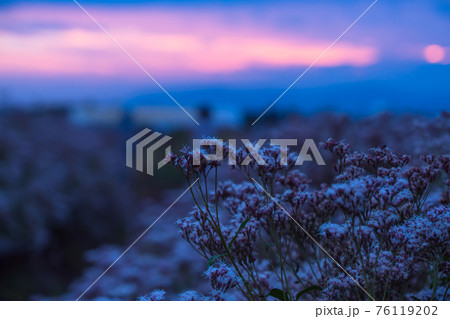 京都市西京区大原野で撮影した藤袴 76119202