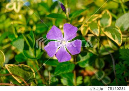 ツルニチニチソウ(蔓日々草)・一輪をクローズアップ 76120281