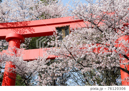冠稲荷神社の大鳥居と満開の桜 冠稲荷神社の大鳥居と満開の桜 76120306