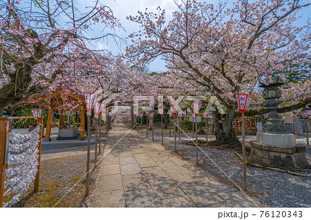 沼津市の桜　日枝神社 76120343