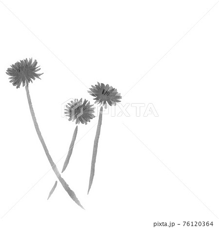 たんぽぽ(墨の手描きイラスト) たんぽぽ(墨の手描きイラスト) 76120364