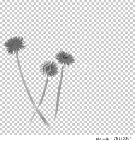 たんぽぽ(墨の手描きイラスト) たんぽぽ(墨の手描きイラスト) 76120364