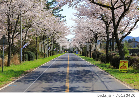 桜 精子 春 76120420