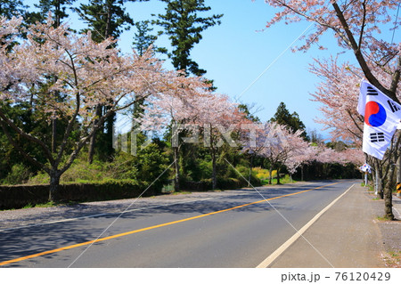 桜 精子 春 76120429