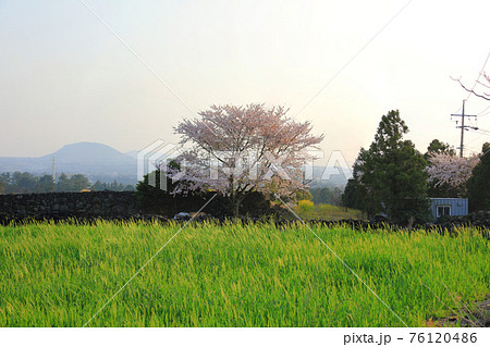 桜 精子 春 76120486