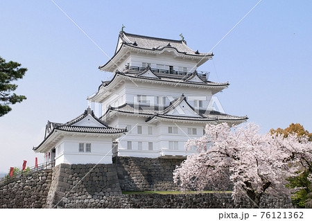 神奈川県 小田原城 天守 桜の季節 神奈川県 小田原城 天守 桜の季節 76121362