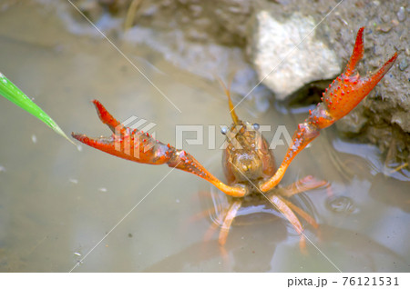 ザリガニ 76121531