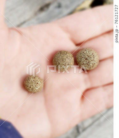 手の平にのせたノウサギの乾いたフン 76121727