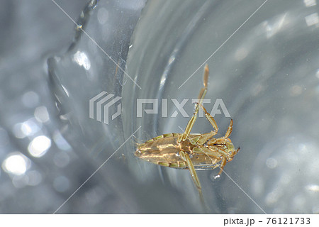 マツモムシ マツモムシ 76121733