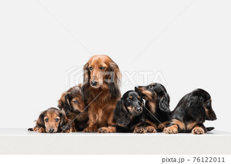 Cute puppies, dachshund dogs posing isolated over white background 76122011