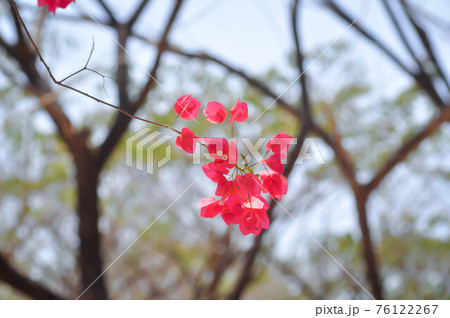 background, flower and tree in blur background background, flower and tree in blur background 76122267