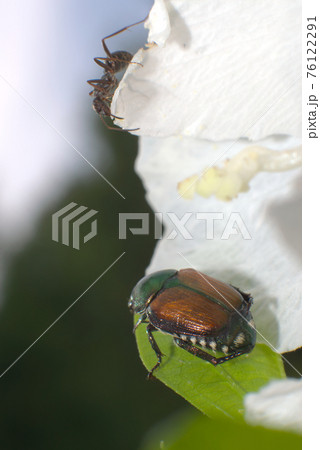 ハナムグリ 76122291