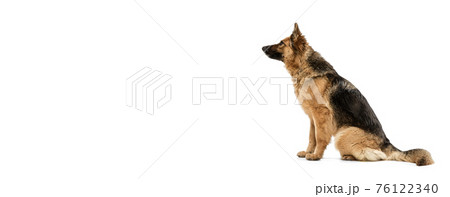 Cute Shepherd dog posing isolated over white background 76122340