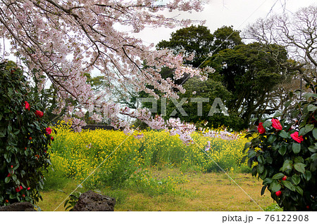 桜 春 バラの花 76122908