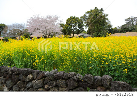 桜 春 バラの花 76122918