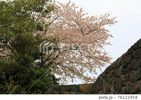 桜 春 バラの花 76122958