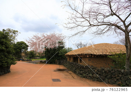 桜 春 古木 76122965