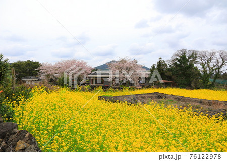 桜 春 バラの花 76122978