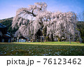 青空の下 京都 天龍寺から移植 泰雲寺のしだれ桜 (西日本一最大の枝垂桜)  兵庫県 但馬 新温泉町 76123462
