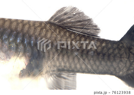 白点病の熱帯魚 白点病の熱帯魚 76123938
