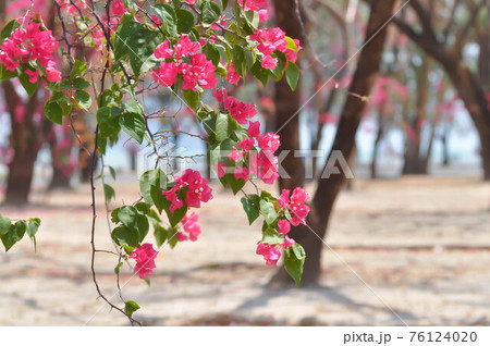 background, flower and tree and sky background, flower and tree and sky 76124020