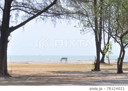 beach, sea and tree background beach, sea and tree background 76124021