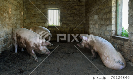 Three little pigs in traditional village pigstry Three little pigs in traditional village pigstry 76124346