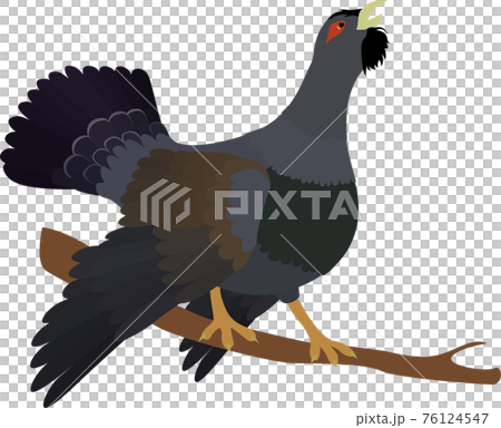 Cartoon capercaillie on branch isolated white background Cartoon capercaillie on branch isolated white background 76124547