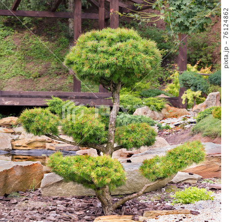 Bonsai spruce with lush needles and beautiful delicately trimmed branches against the background of a Japanese stone garden in blur. Bonsai spruce with lush needles and beautiful delicately trimmed branches against the background of a Japanese stone garden in blur. 76124862