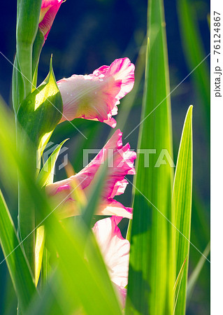 Pink, delicate gladioli in sparkling drops of morning dew against a background of bright green leaves and sunlight. Pink, delicate gladioli in sparkling drops of morning dew against a background of bright green leaves and sunlight. 76124867