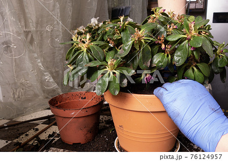 Transplanting indoor plants at home. Woman in blue latex gloves works at home. Transplanting indoor plants at home. Woman in blue latex gloves works at home. 76124957