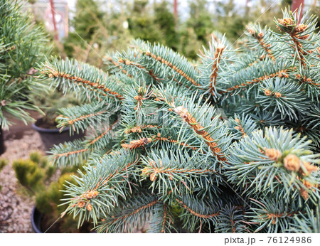 Blue spruce branch with needles close-up, nature background 76124986
