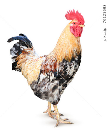 Rooster on a white background, side view. Isolated 76125698