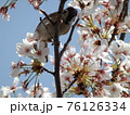 桜の枝に止まるスズメ 76126334