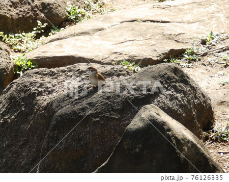 岩場の上に止まるスズメ 76126335