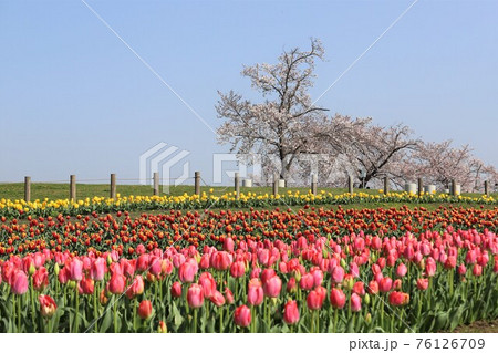 馬見丘陵公園の春景色 76126709