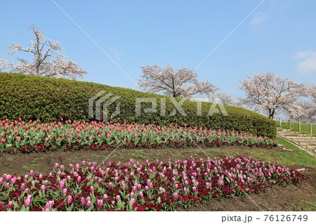 馬見丘陵公園の春景色 馬見丘陵公園の春景色 76126749
