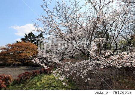 馬見丘陵公園の春景色 馬見丘陵公園の春景色 76126918