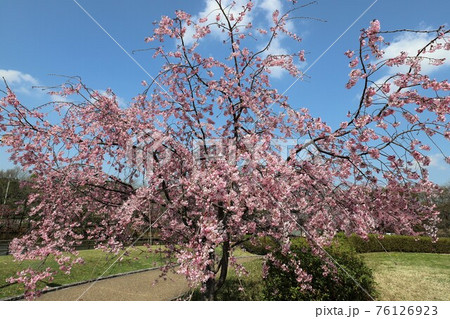 馬見丘陵公園の春景色 76126923