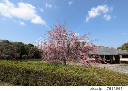 馬見丘陵公園の春景色 馬見丘陵公園の春景色 76126924