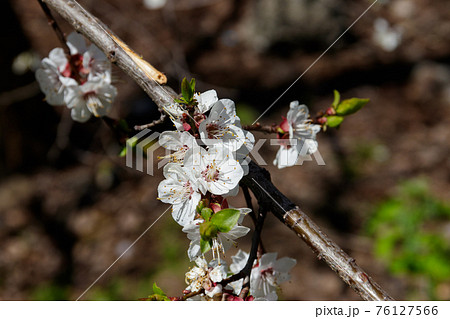Detail of blossom apricot tree Detail of blossom apricot tree 76127566