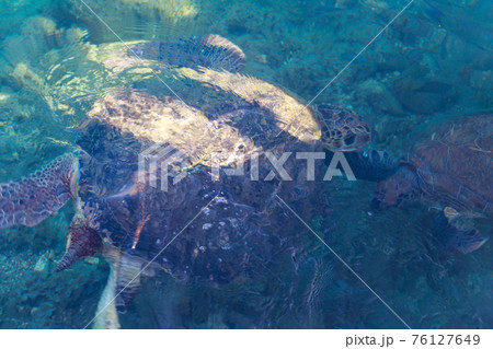 Sea turtle swimming in the Mediterranean Sea Sea turtle swimming in the Mediterranean Sea 76127649