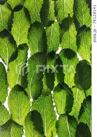 Transparent fresh mint leaves background, vertical orientation 76128141