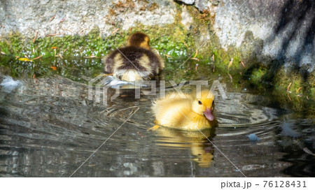 Cute little duckling swimming alone in a lake with green water 76128431