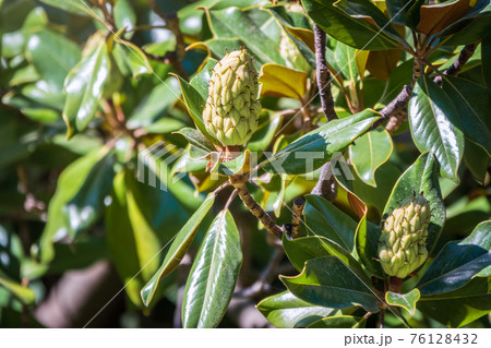 Magnolia fruit on the green leaves background. Magnolia velvet seed pod on tree. 76128432