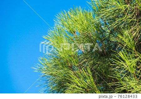 Green pine tree with long needles on a background of blue sky. Freshness, nature, concept. Latin: Pinus brutia 76128433