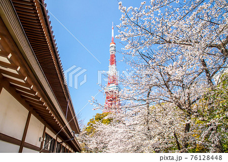東京都 増上寺 桜と東京タワー 東京都 増上寺 桜と東京タワー 76128448